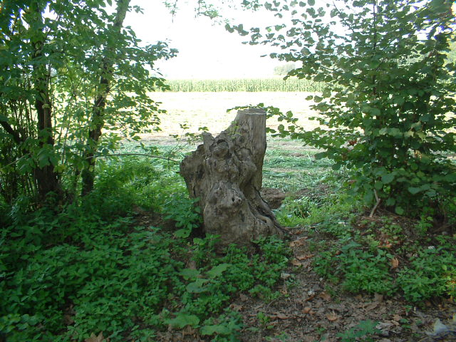 Tronchi